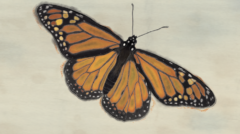 monarch_illustration